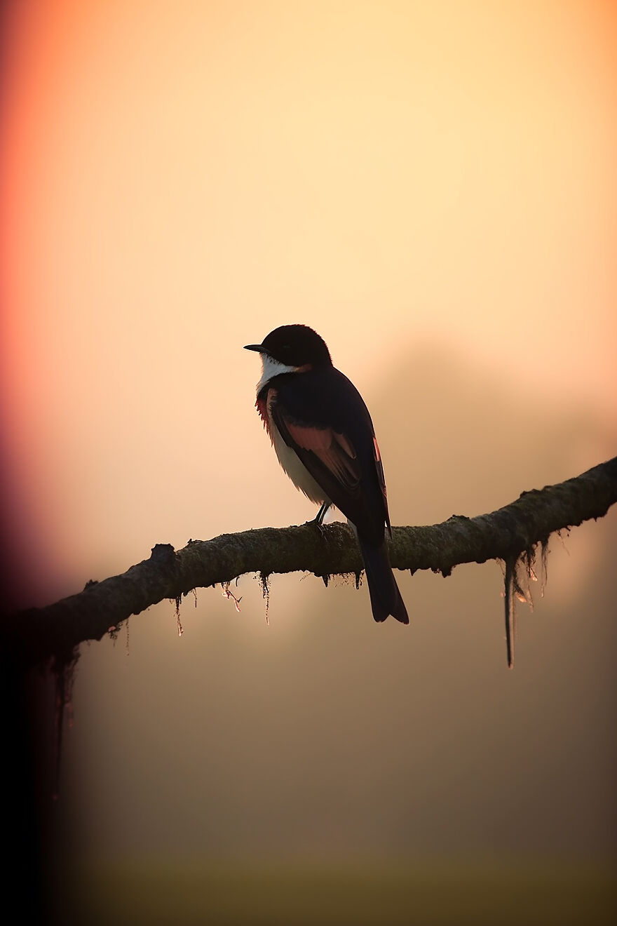 40 Images Depicting The Beauty Of Nature At Dawn