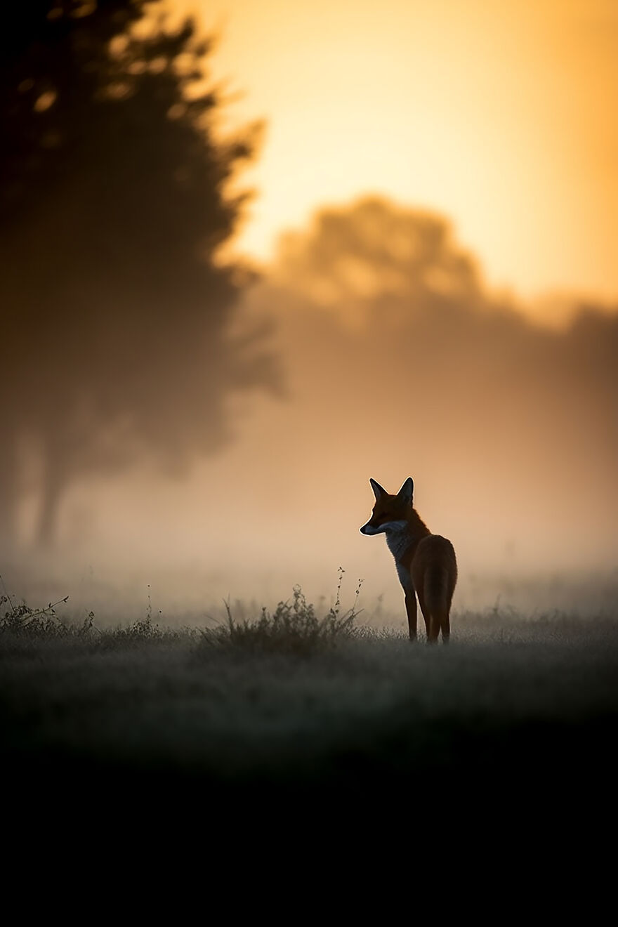 40 Images Depicting The Beauty Of Nature At Dawn