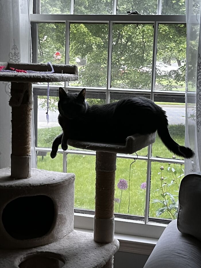 Spider From Australia