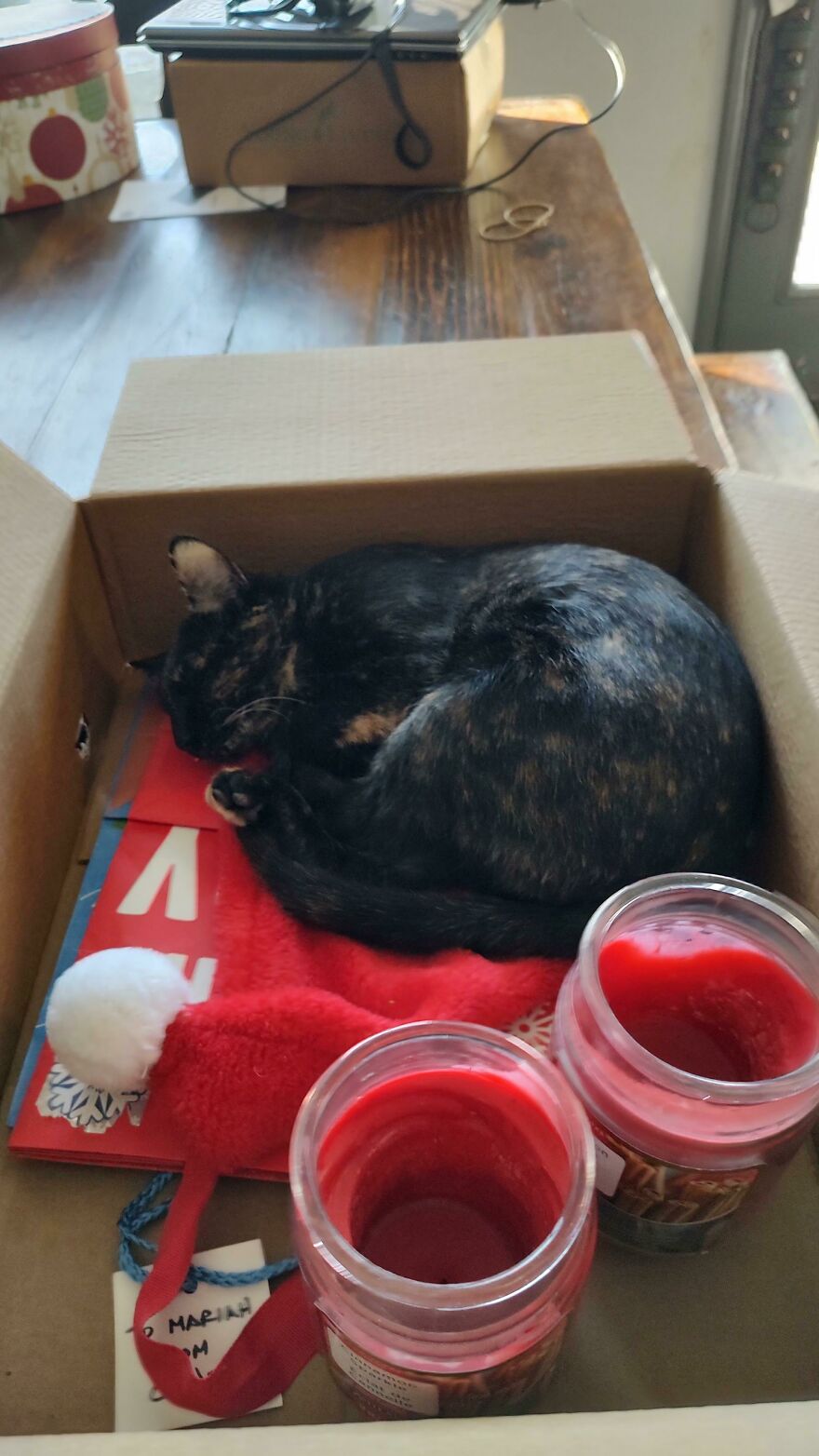 24 Pictures Of My Beautiful Cats I Love To Bits🐈⬛🐈 24 Pictures Of My Beautiful Cats I Love To Bits🐈⬛🐈