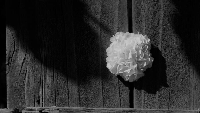 A Flower And A Fence