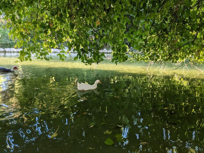 Duck Swims In A Green Lake