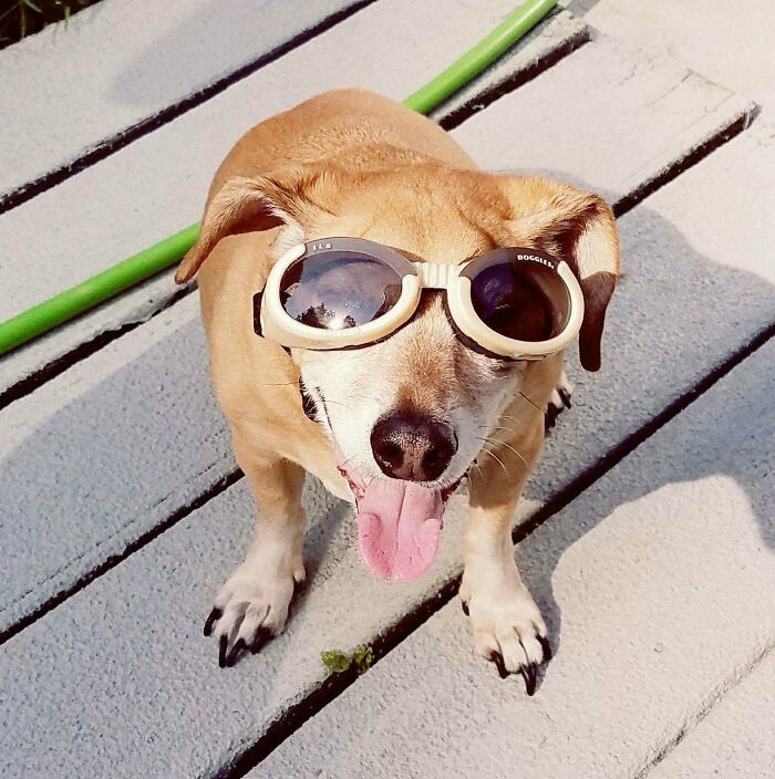 Dexter 2004-2020 Rip