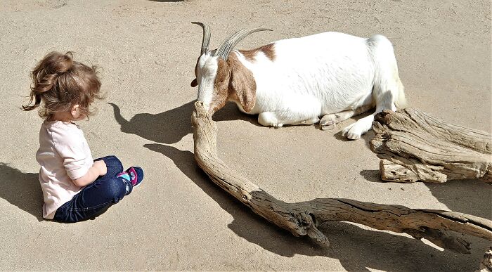My Granddaughter Contemplates A Goat At The Petting Zoo