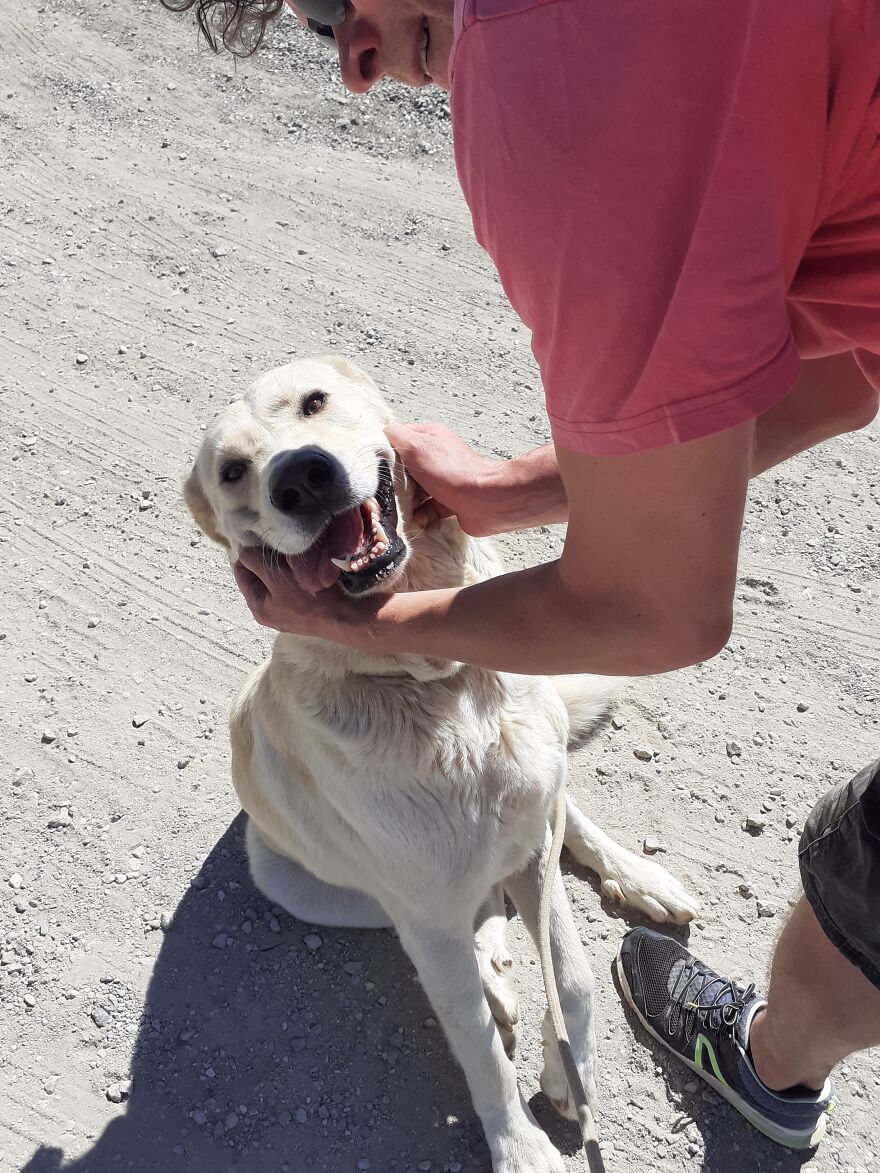 We're Never Short Of Affection At The Adana Dog Rescue Centre (12 Pics) We're Never Short Of Affection At The Adana Dog Rescue Centre (12 Pics)