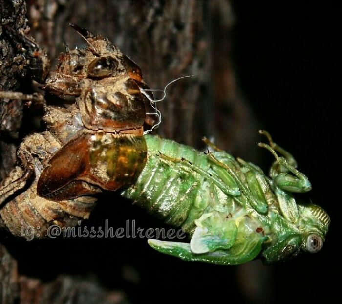 A Cicada Emerging