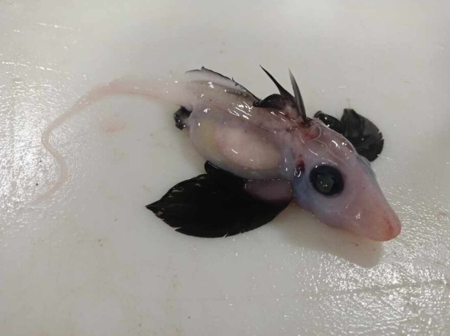 15 Of The Weirdest Animals On Earth