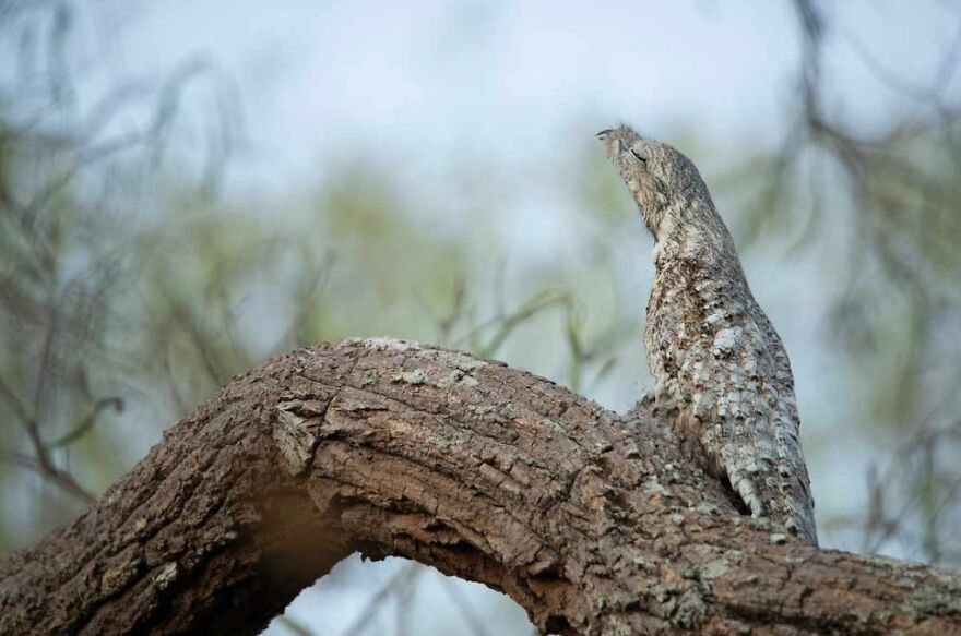 15 Of The Weirdest Animals On Earth