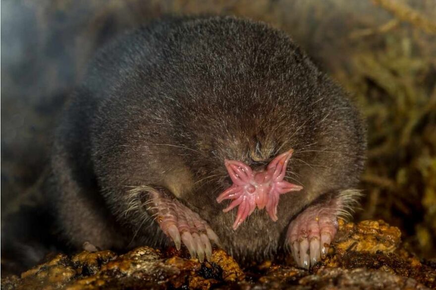 15 Of The Weirdest Animals On Earth