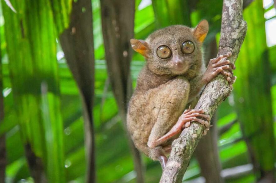 15 Of The Weirdest Animals On Earth