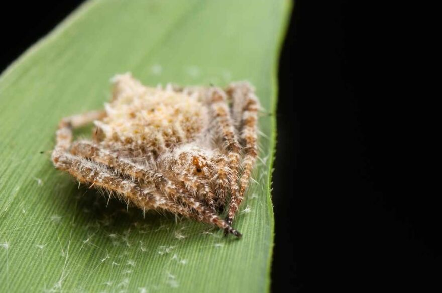 15 Of The Weirdest Animals On Earth