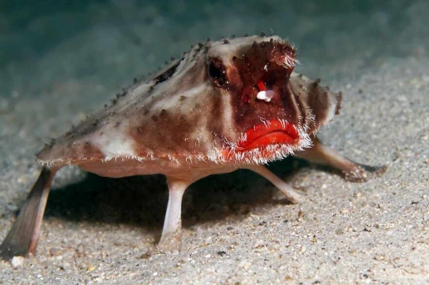 15 Of The Weirdest Animals On Earth