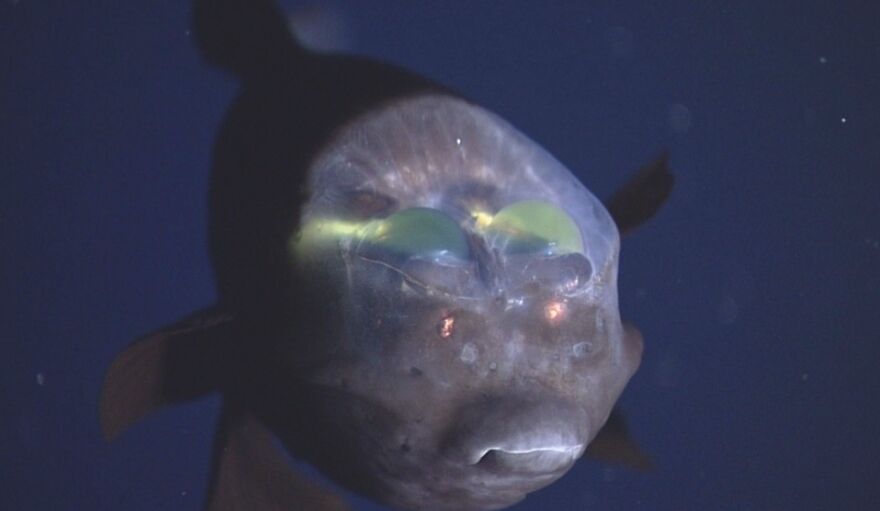 15 Of The Weirdest Animals On Earth