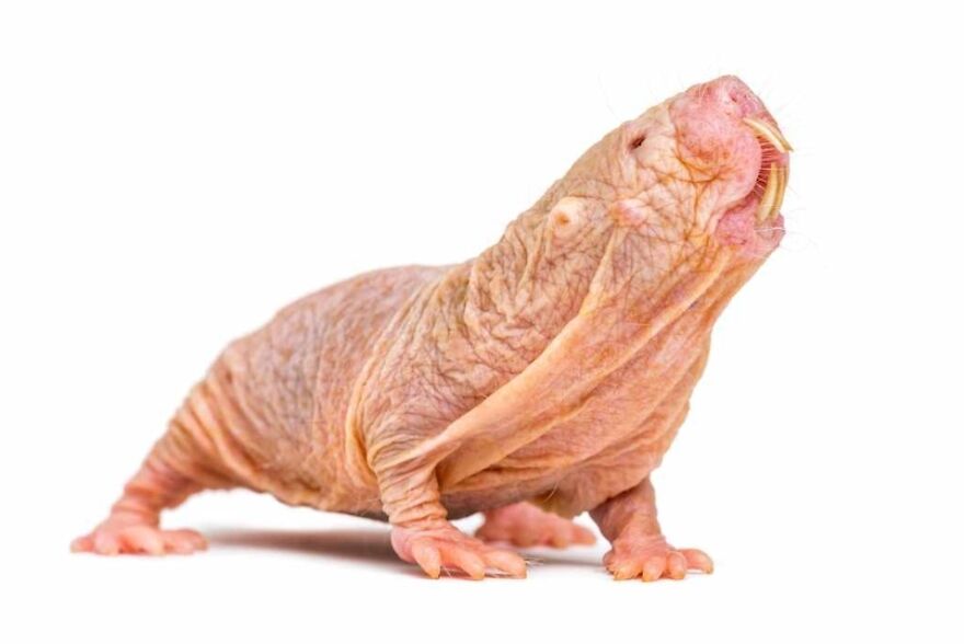 15 Of The Weirdest Animals On Earth