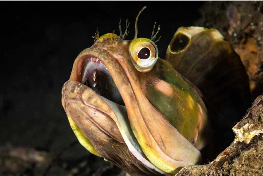 15 Of The Weirdest Animals On Earth