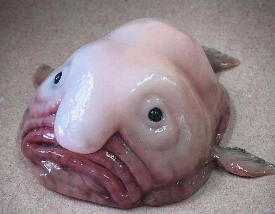 15 Of The Weirdest Animals On Earth