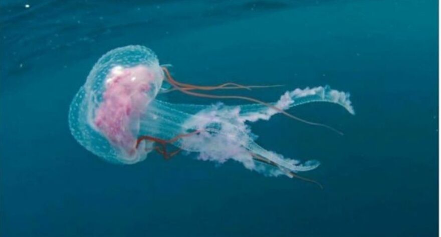 15 Of The Weirdest Animals On Earth