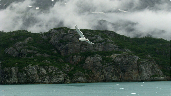Seagull, Glacier Bay, Alaska
