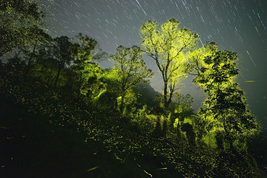Wildlife & Nature, 3rd Plac:; Billions Of Synchronous Fireflies Light Up A Tiger Reserve By Sriram Murali