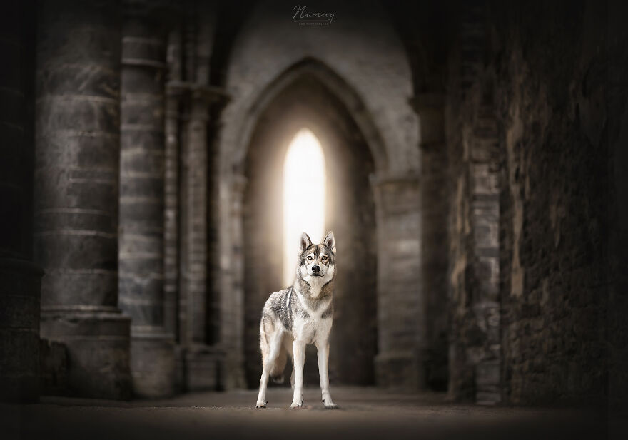 During A Trip To Belgium, I Photographed Dogs In An Old Abbey (7 Pics)