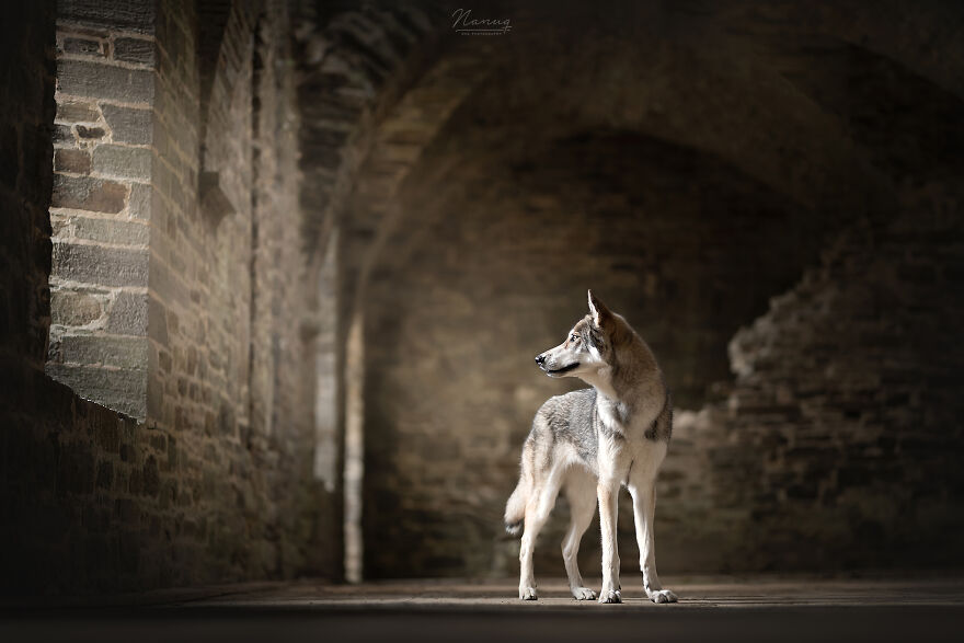 During A Trip To Belgium, I Photographed Dogs In An Old Abbey (7 Pics)
