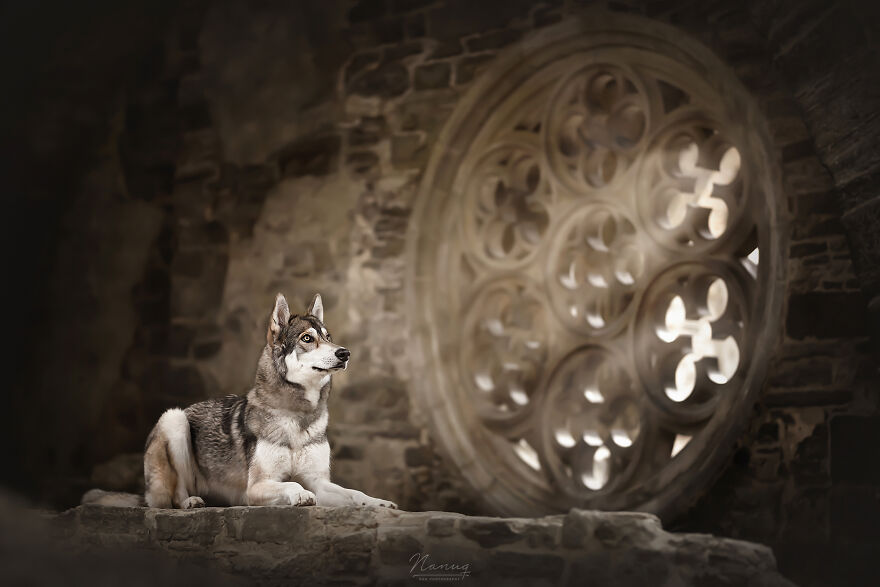 During A Trip To Belgium, I Photographed Dogs In An Old Abbey (7 Pics)