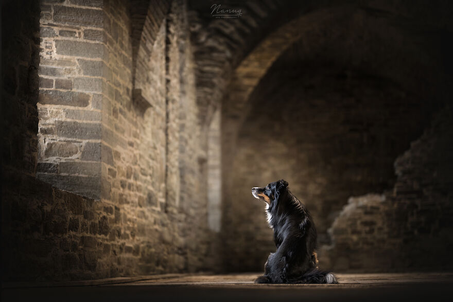 During A Trip To Belgium, I Photographed Dogs In An Old Abbey (7 Pics)