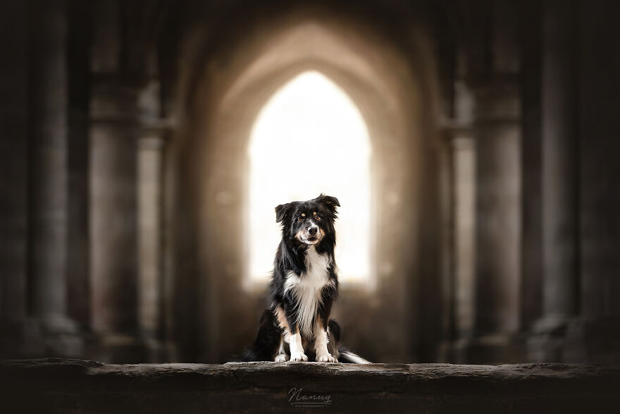 During A Trip To Belgium, I Photographed Dogs In An Old Abbey (7 Pics)