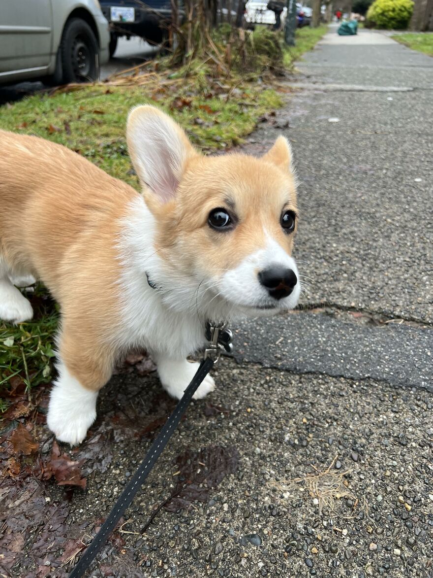 Top 10 Cutest Dog Breeds