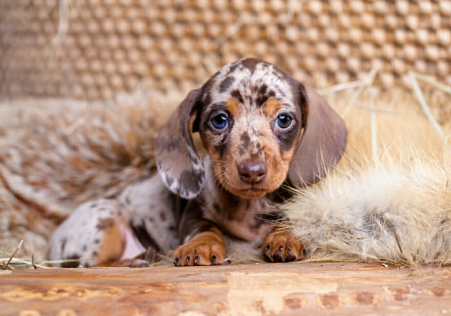 Top 10 Cutest Dog Breeds
