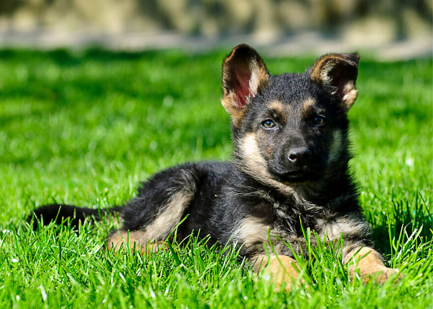 Top 10 Cutest Dog Breeds