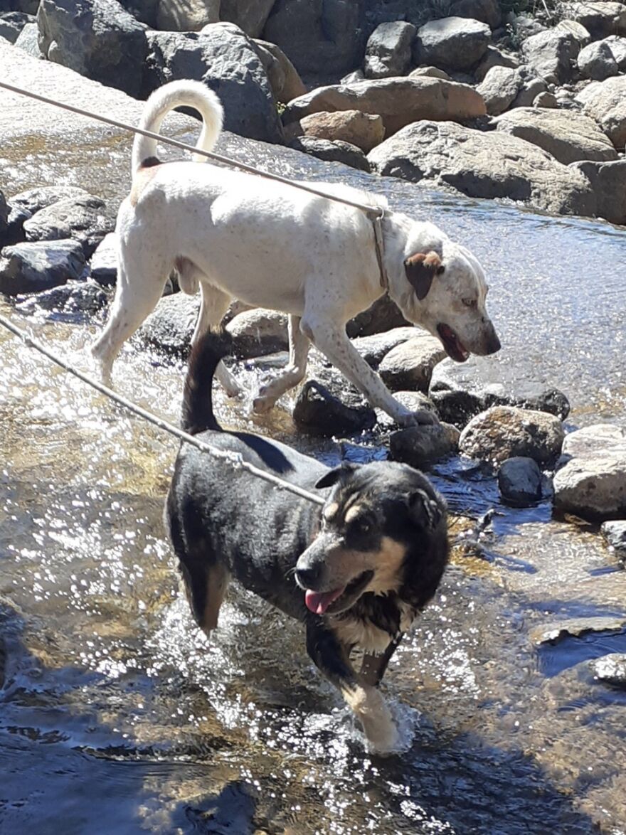 We're Never Short Of Affection At The Adana Dog Rescue Centre (12 Pics) We're Never Short Of Affection At The Adana Dog Rescue Centre (12 Pics)