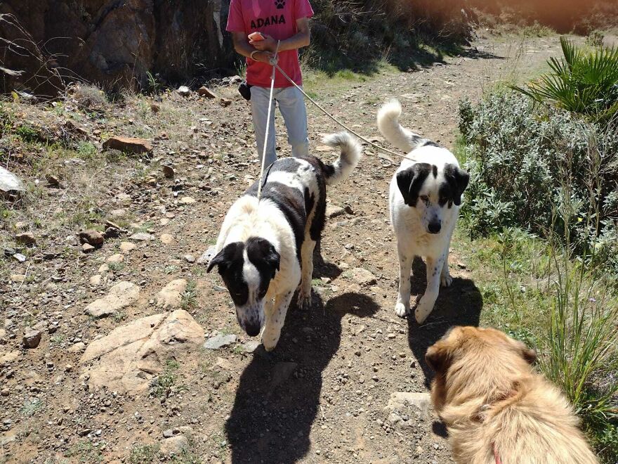 We're Never Short Of Affection At The Adana Dog Rescue Centre (12 Pics) We're Never Short Of Affection At The Adana Dog Rescue Centre (12 Pics)