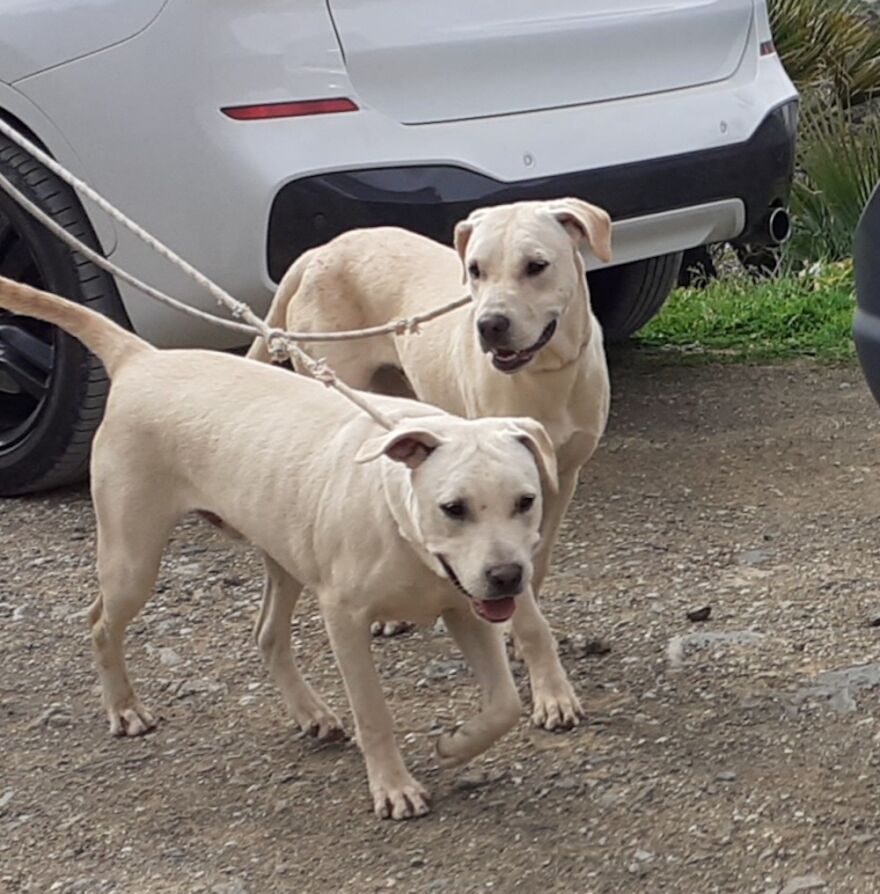 We're Never Short Of Affection At The Adana Dog Rescue Centre (12 Pics) We're Never Short Of Affection At The Adana Dog Rescue Centre (12 Pics)