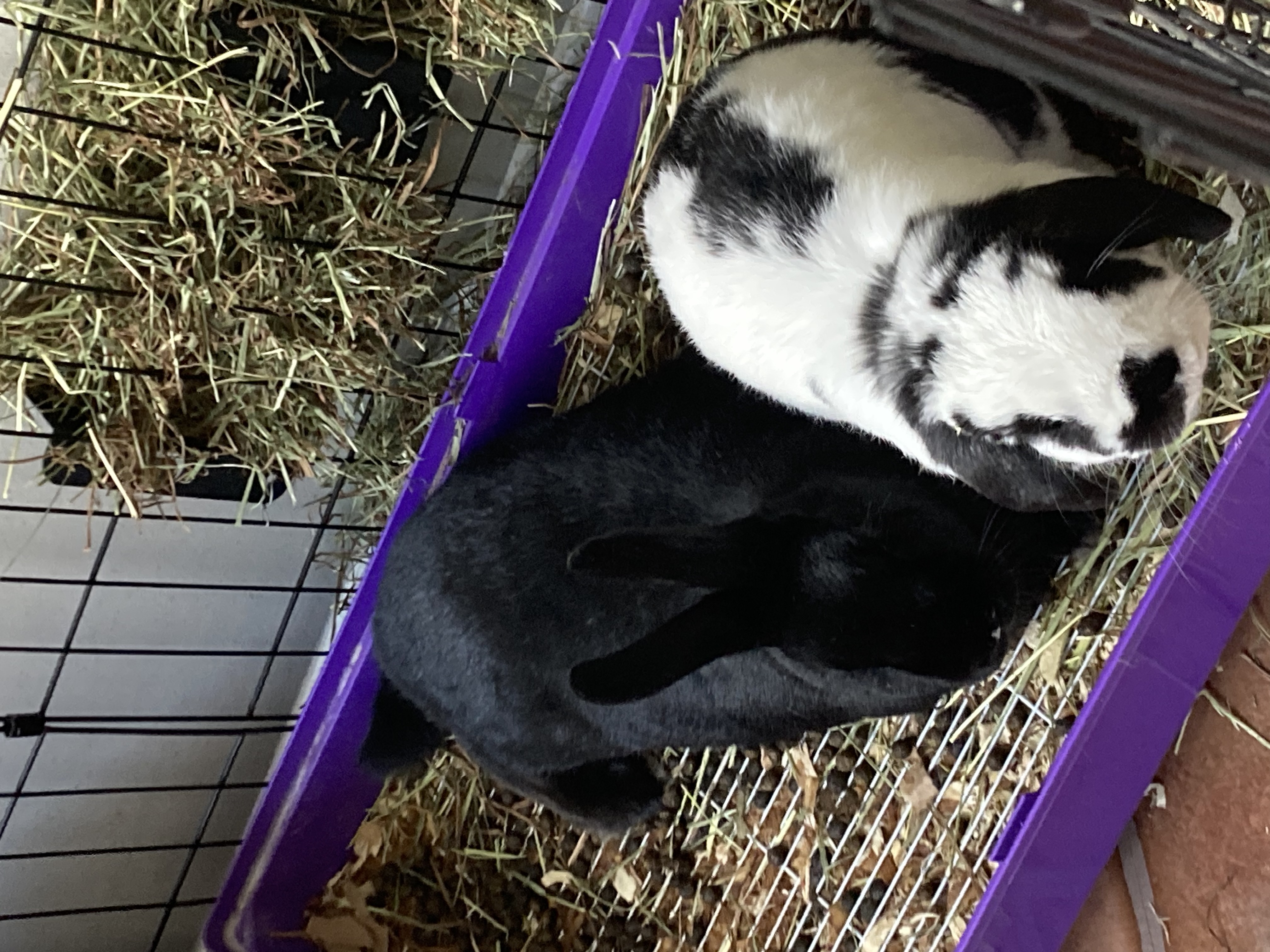 What Is The Cutest Photo Of Your Pet(S)?