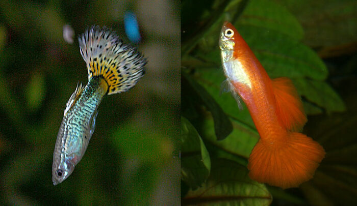 Why Aquarium Fish Swimming Upside Down