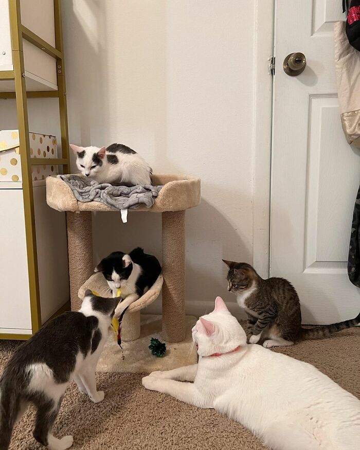 Meet Coop, A Cat Abandoned By His Owners Who Found His New Loving Family Meet Coop, A Cat Abandoned By His Owners Who Found His New Loving Family