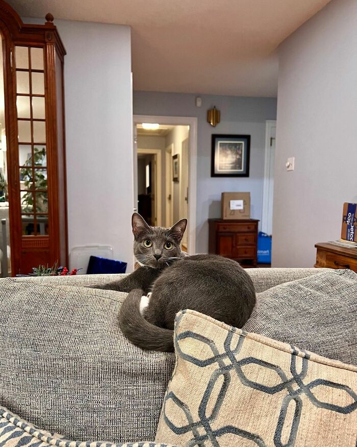 Meet Coop, A Cat Abandoned By His Owners Who Found His New Loving Family Meet Coop, A Cat Abandoned By His Owners Who Found His New Loving Family