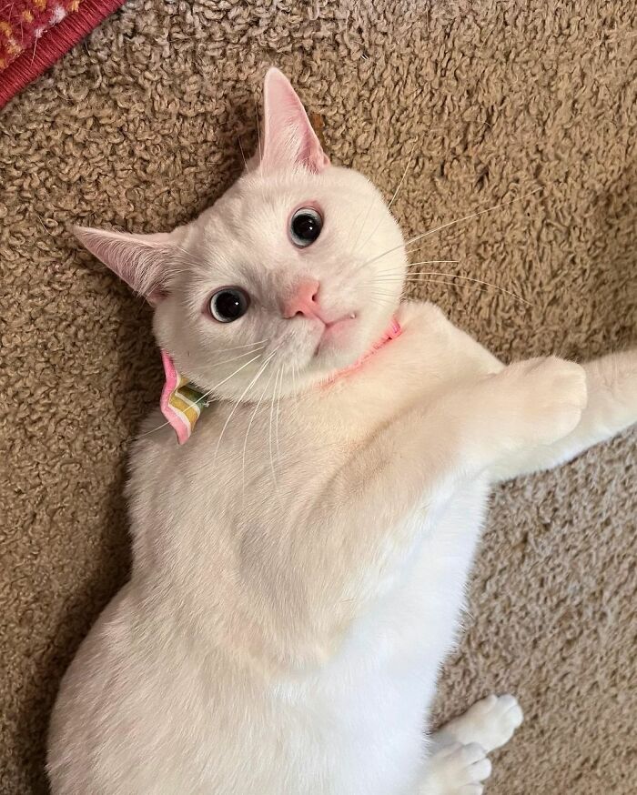 Meet Coop, A Cat Abandoned By His Owners Who Found His New Loving Family Meet Coop, A Cat Abandoned By His Owners Who Found His New Loving Family