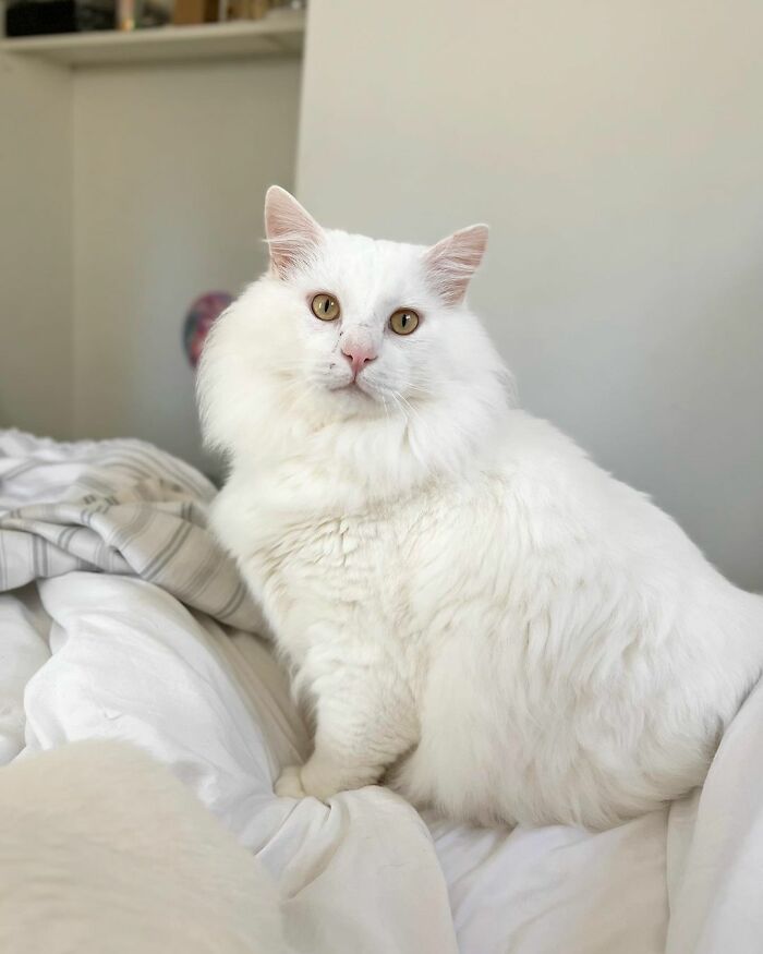 Meet Coop, A Cat Abandoned By His Owners Who Found His New Loving Family Meet Coop, A Cat Abandoned By His Owners Who Found His New Loving Family