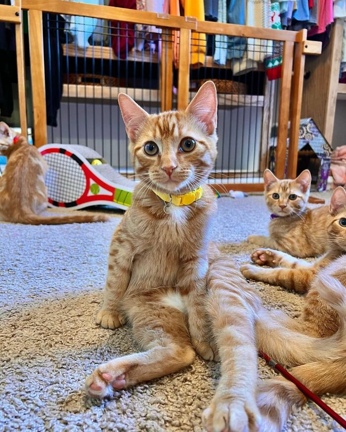 Meet Coop, A Cat Abandoned By His Owners Who Found His New Loving Family Meet Coop, A Cat Abandoned By His Owners Who Found His New Loving Family