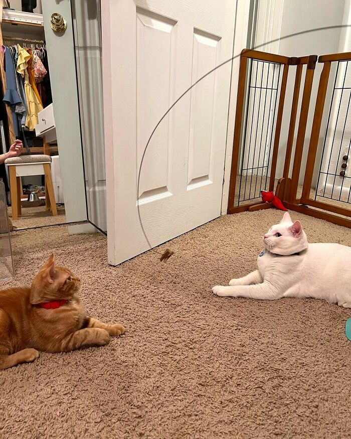 Meet Coop, A Cat Abandoned By His Owners Who Found His New Loving Family Meet Coop, A Cat Abandoned By His Owners Who Found His New Loving Family