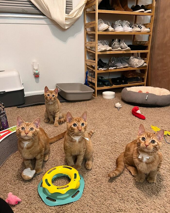 Meet Coop, A Cat Abandoned By His Owners Who Found His New Loving Family Meet Coop, A Cat Abandoned By His Owners Who Found His New Loving Family