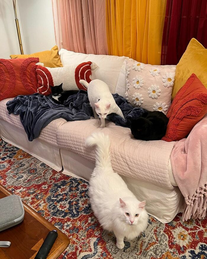 Meet Coop, A Cat Abandoned By His Owners Who Found His New Loving Family Meet Coop, A Cat Abandoned By His Owners Who Found His New Loving Family