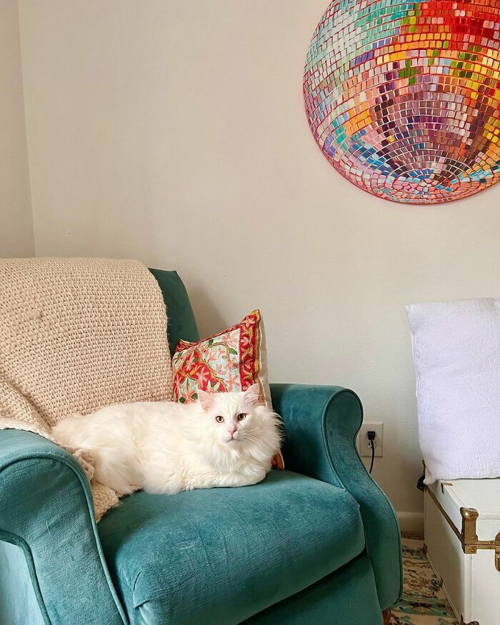 Meet Coop, A Cat Abandoned By His Owners Who Found His New Loving Family Meet Coop, A Cat Abandoned By His Owners Who Found His New Loving Family