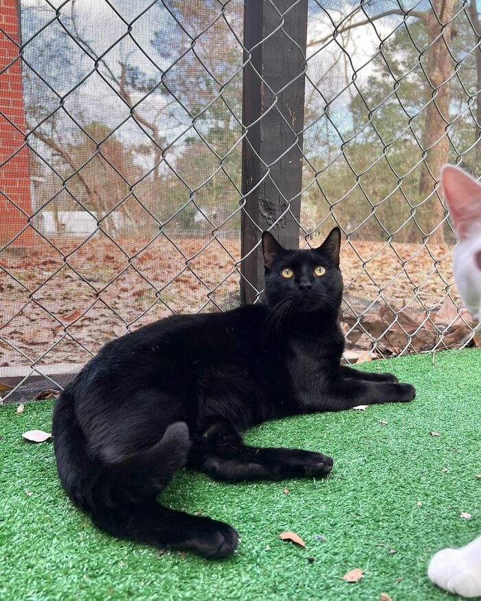 Meet Coop, A Cat Abandoned By His Owners Who Found His New Loving Family Meet Coop, A Cat Abandoned By His Owners Who Found His New Loving Family