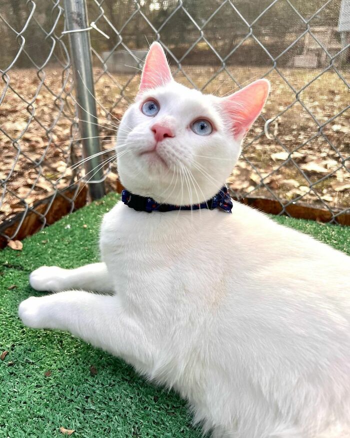 Meet Coop, A Cat Abandoned By His Owners Who Found His New Loving Family