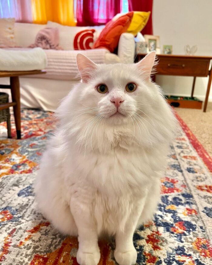 Meet Coop, A Cat Abandoned By His Owners Who Found His New Loving Family Meet Coop, A Cat Abandoned By His Owners Who Found His New Loving Family