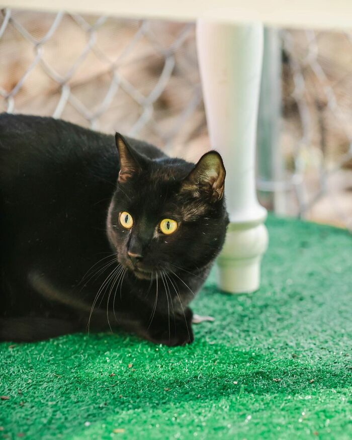 Meet Coop, A Cat Abandoned By His Owners Who Found His New Loving Family Meet Coop, A Cat Abandoned By His Owners Who Found His New Loving Family