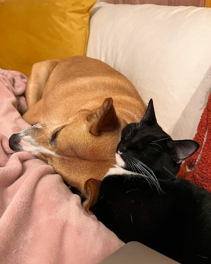 Meet Coop, A Cat Abandoned By His Owners Who Found His New Loving Family Meet Coop, A Cat Abandoned By His Owners Who Found His New Loving Family